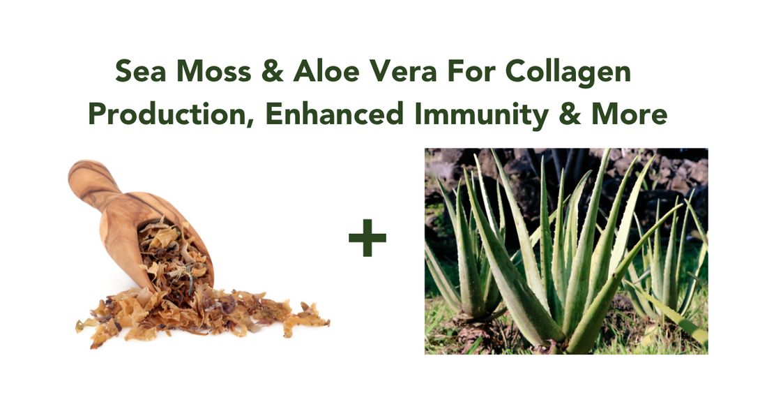Irish Sea Moss & Aloe Vera: Collagen Production To Enhanced Immunity