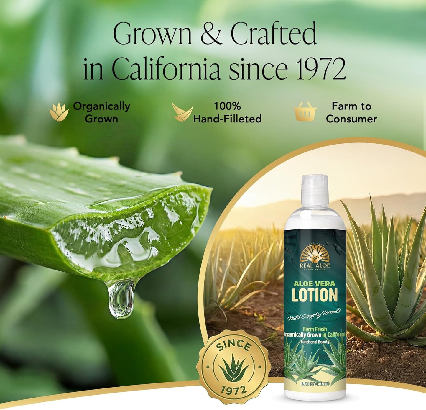 Aloe Vera Lotion (16 fl. oz)